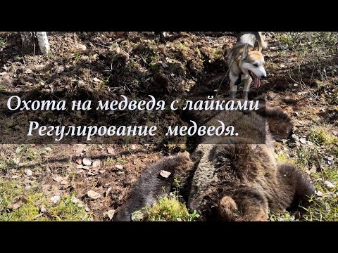 Видео: Охота на медведя с лайками. Регулирование численности медведя.