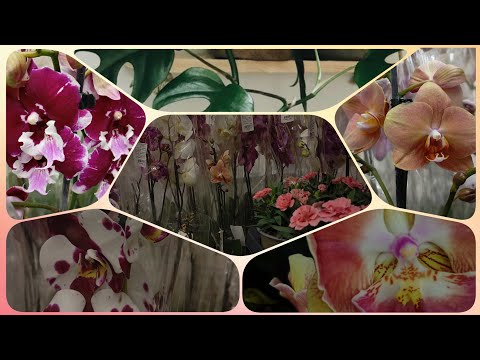 Видео: Два стеллажа Фаленопсисов, Каладиумы, Алоказии, Монстеры, Аглаонемы, Папоротники в @lemanapro