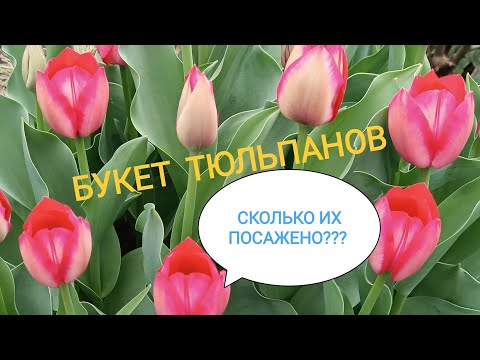 Видео: Апрель и Тюльпаны, что может быть лучше! Приглашаю на прогулку!