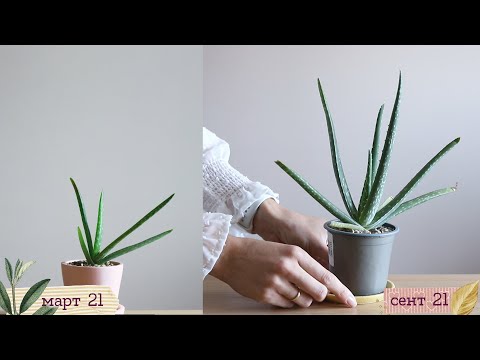 Видео: Комнатный Зелёный Сезон #2 | Masherisha