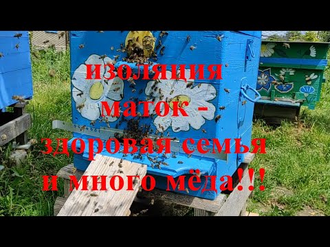 Видео: Ч. 2.  НЕТ РАСПЛОДА -- НЕТ ПРОБЛЕМ И МНОГО МЁДА!!!  РЕАЛЬНАЯ ДЕЙСТВУЮЩАЯ АКСИОМА В ПЧЕЛОВОДСТВЕ !!!