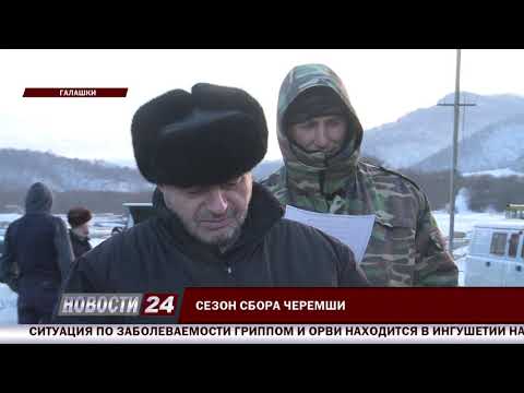 Видео: К сезону сбора черемши.