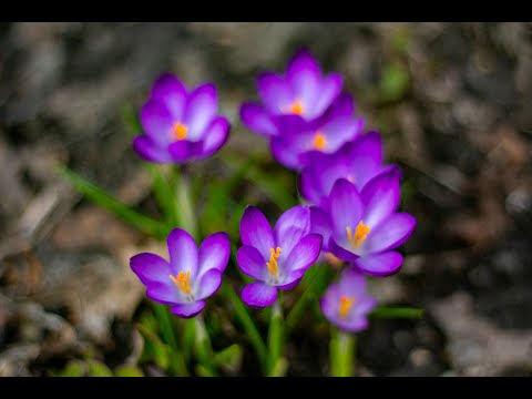 Видео: Virgo / Дева