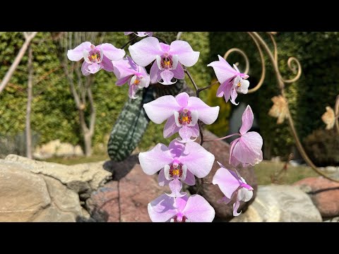 Видео: Моя птица Феникс! Phalaenopsis schilleriana и её гибриды в коллекции!