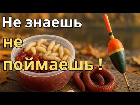 Видео: Ошибки рыбака осенью — не повторяй их на поплавке!