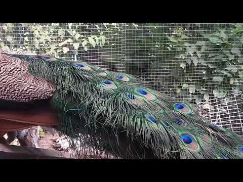Видео: павлины райский уголок у себя дома