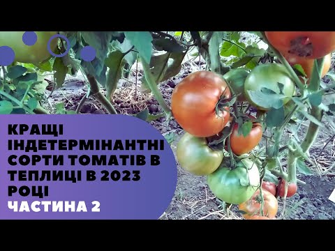 Видео: Кращі індетермінантні сорти томатів в теплиці в 2023 році! Частина 2