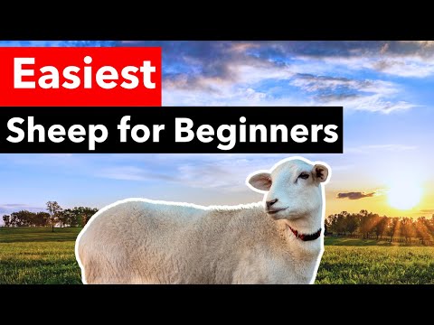 Видео: 5 причин, почему овцы породы катадин лучше всего подходят новичкам