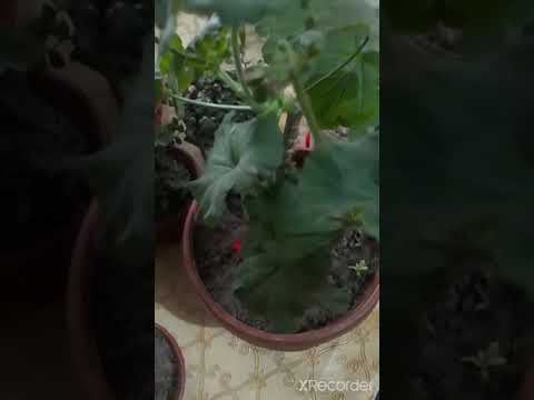 Видео: Уй шароитида геран гулини гуллатиш усули.