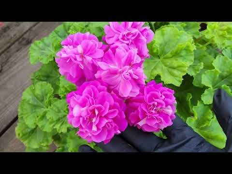 Видео: #728. Вечерняя прогулка по  оранжерее с пеларгониями!