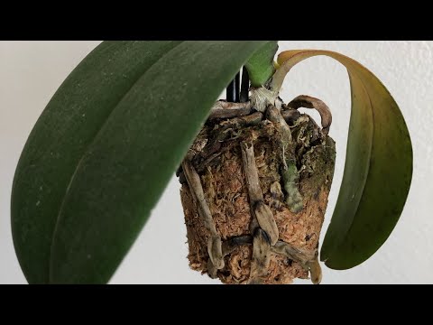 Видео: Моя орхидея умирает... Пересадка орхидеи фаленопсис