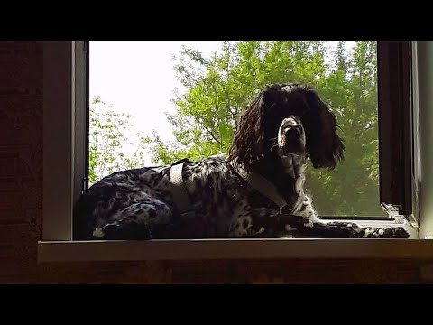 Видео: DogVlog : день первый