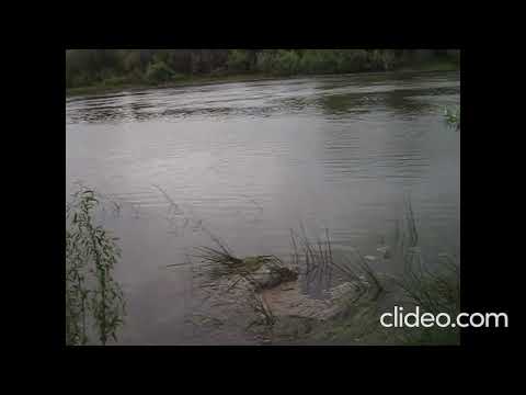 Видео: ч  2 Место гибели Янки Дягилевой