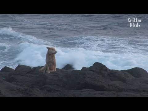 Видео: Бродячая собака никогда не покидает это опасное место | Животное в кризис EP1