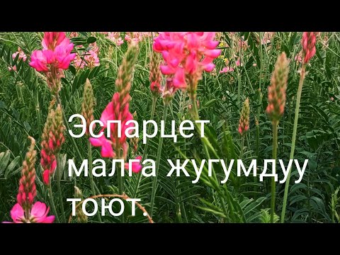 Видео: Эспарцеттен 70 центнер тоют алууга болот.