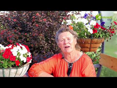 Видео: Лучшие сорта земляники. Болезни садовой земляники