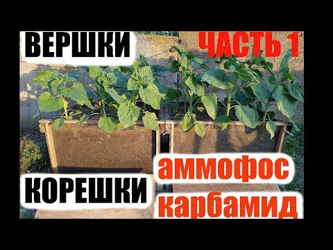 Видео: Как растет подсолнечник под стеклом с разными удобрениями. Часть 1.