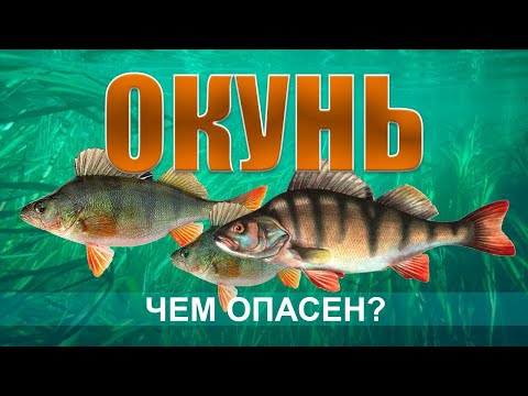 Видео: ОКУНЬ. Все что нужно знать о рыбе окунь. Как и где ловить