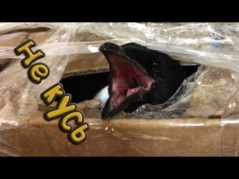 Видео: НЯШНАЯ ЖИВАЯ КОРОБКА