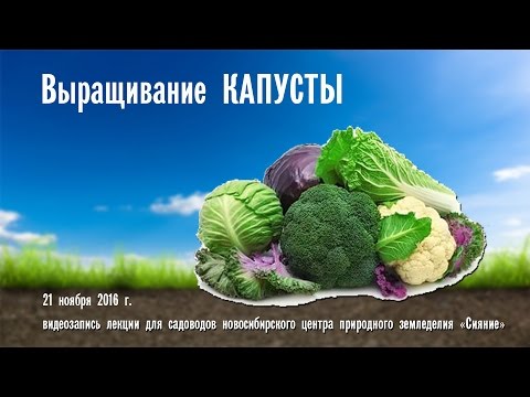 Видео: Выращивание КАПУСТЫ