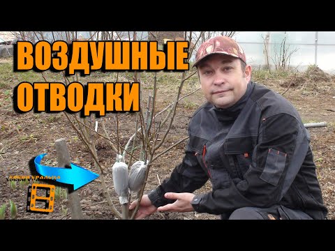 Видео: ВОЗДУШНЫЕ ОТВОДКИ - СУПЕР СПОСОБ УКОРЕНЕНИЯ ЧЕРЕНКОВ СПОСОБ №2. ЛУЧШИЙ СПОСОБ РАЗМНОЖЕНИЯ ДЕРЕВЬЕВ