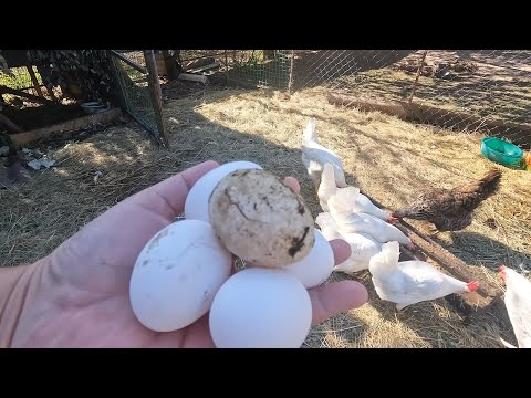 Видео: Как живёт многодетная семья в деревне? Один день из нашей жизни.