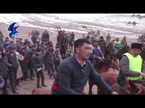 Видео: Алыш балбан ноокат аламан улак