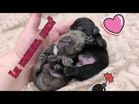 Видео: Нашим щенкам уже 7 дней. Они очень изменились. 😊