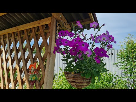 Видео: Дача. Сад,огород, теплица. Всё без прекрас. 17 июня 2023