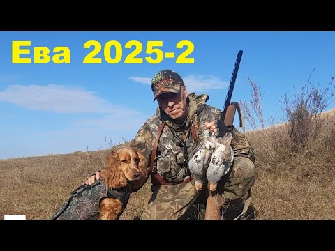 Видео: Охота на утку с молодым спаниелем  с подхода 2025-2.