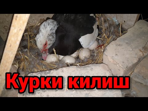 Видео: 100% курки килишни биласизми тунги текширув