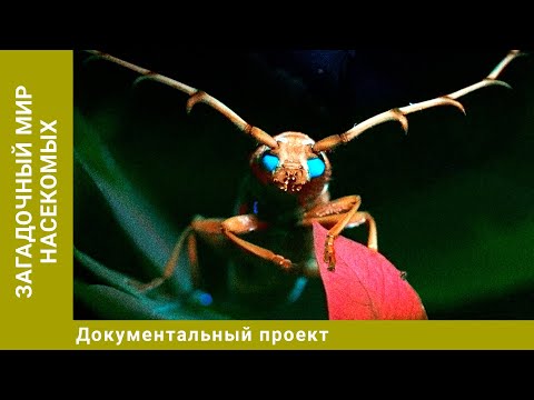 Видео: Загадочный мир насекомых. Документальный Проект. Лучшие фильмы