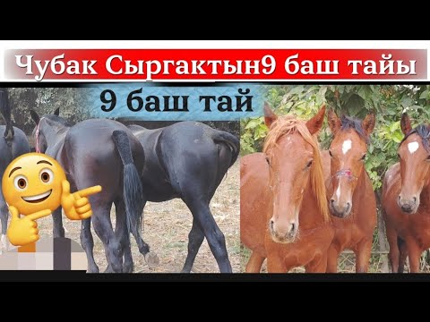 Видео: Чубак Сыргактын тандалма тайлары турунон бар тандап ал