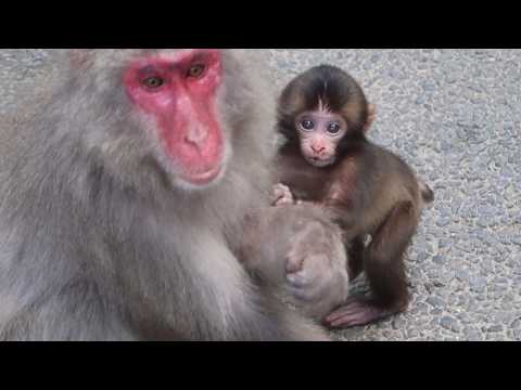 Видео: Внимание, мама! Очаровательная просьба малыша-обезьянки / monpai monyet baby bibi monkey
