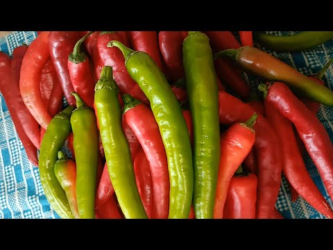 Видео: 🌶🌶#Острый #перец #назиму  🌶🌶 #Hot #pepper #forwinter