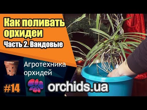 Видео: Как поливать орхидеи. Часть 2. Как поливать вандовые (Vanda).