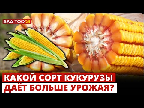 Видео: Какой сорт кукурузы даёт больше урожая?
