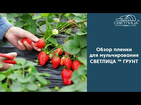 Видео: Пленка для клубники | Обзор пленки для мульчирования с перфорацией СВЕТЛИЦА ™ ГРУНТ