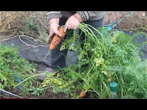 Видео: НИКОГО НЕ СЛУШАЙТЕ! СМЕЛО СЕЙТЕ ТАК МОРКОВЬ! ПРО ЛУЧШИЙ СОРТ СВЕКЛЫ. 15.10.19