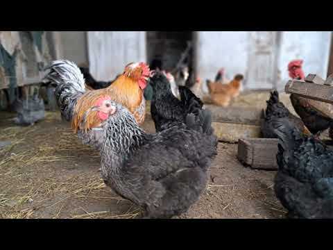 Видео: СКІЛЬКИ КУРОЧОК НА ОДНОГО ПІВНЯ ЩОБ БУЛИ КУРЧАТА?