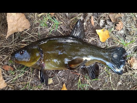 Видео: Риболов на Лин и Щука (Част-3) HD