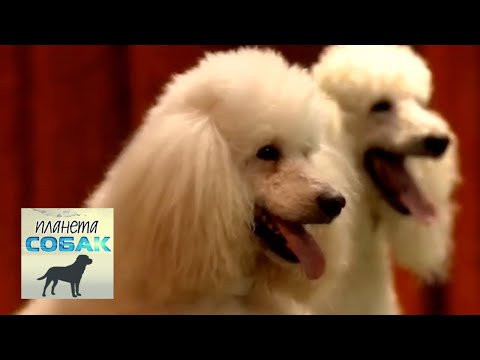 Видео: Пудель. Планета собак 🌏 Моя Планета
