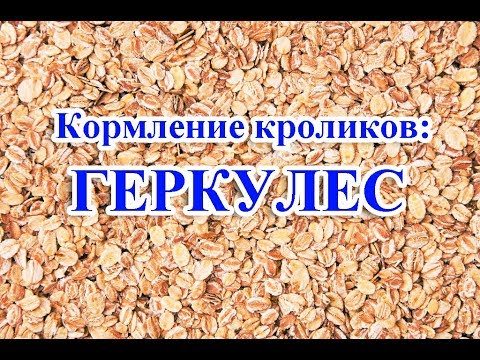 Видео: Кормление кроликов: ГЕРКУЛЕС