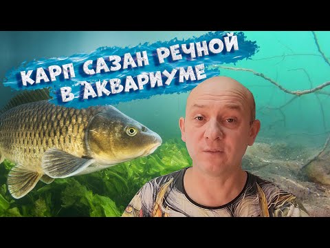 Видео: Дикие карпы в аквариуме. Речная рыба из Днепра в биотопном аквапроекте.