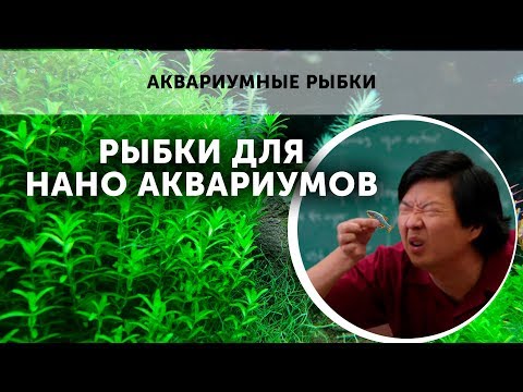 Видео: Нано аквариумистика и нано рыбки.