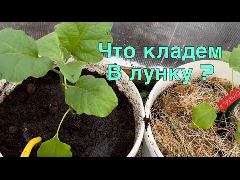 Видео: Посадка баклажан в вёдрах . Чем заправить грунт. 6 апреля 2022