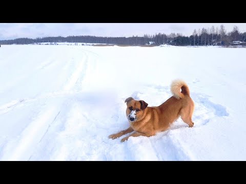 Видео: ПРОГУЛКА ПО ЛЬДУ РЕКИ ЗИМОЙ В ДЕРЕВНЕ