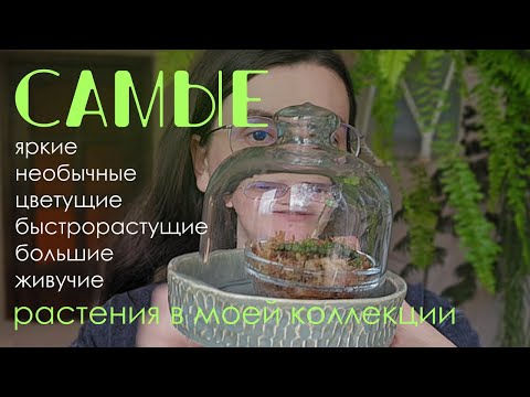 Видео: Мои растения: топ-15 самых интересных характеристик.
