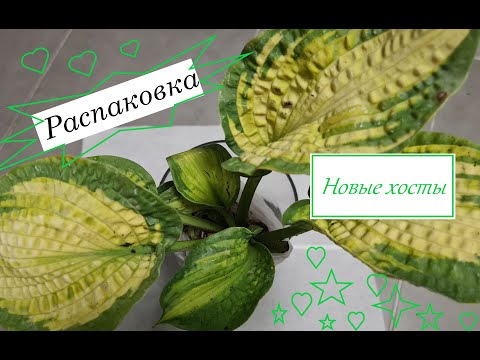 Видео: Огромная посылка с хостами - Сплошной эксклюзив :-)))