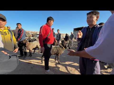 Видео: ЭЛЛИККАЛА  БУСТОН КУЙ БОЗОР НАРХЛАРИ КУРАМИЗ #food 4 сентября 2025 г.
